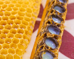 Category Image for Category Bee Pollen & Propolis